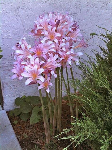 naked ladies plant|13 Types of Naked Ladies and How to Care for Them